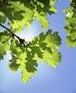 Image of acorns on oak tree