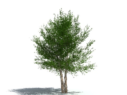 Image of Birch tree