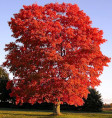 Image of maple tree