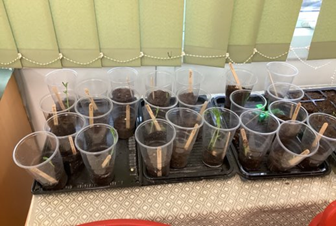 Image of beans planted in cups on classroom windowsill